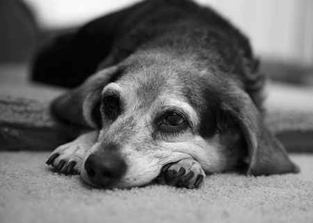 Entry image for Daisy. Clicking this image will show a larger photo