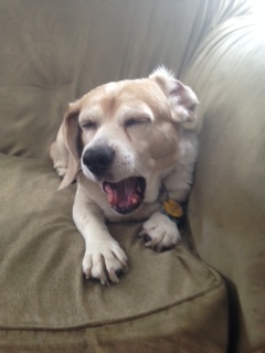 Entry image for Lili. Clicking this image will show a larger photo