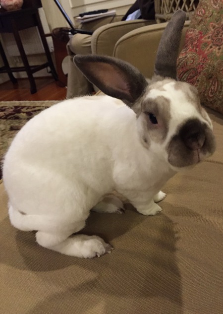Marshmallow 