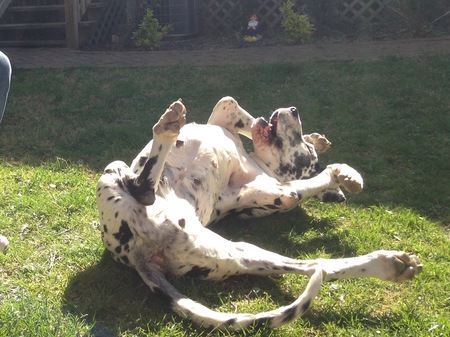 Molly Moo