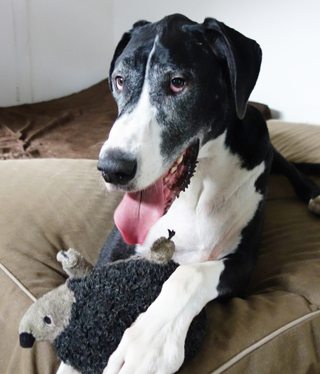 Entry image for Danny. Clicking this image will show a larger photo