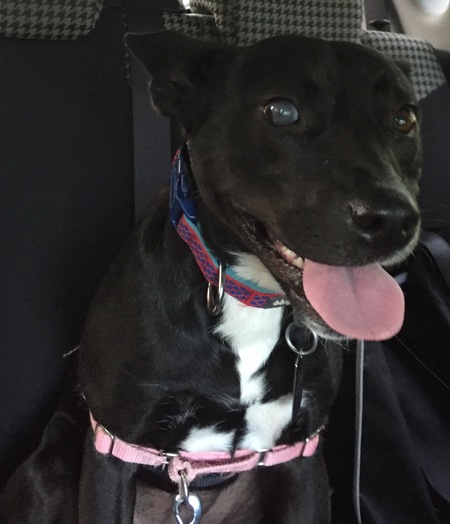 Entry image for Sage. Clicking this image will show a larger photo