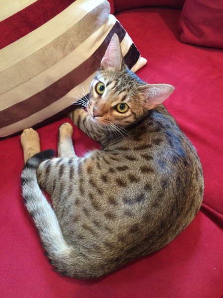 Entry image for Rocco. Clicking this image will show a larger photo