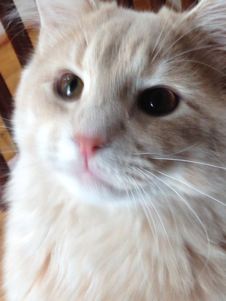 Entry image for Charley. Clicking this image will show a larger photo