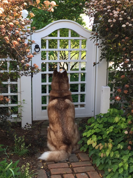 Entry image for Dewey. Clicking this image will show a larger photo