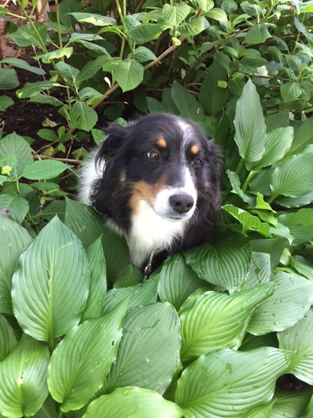 Entry image for Roxie. Clicking this image will show a larger photo