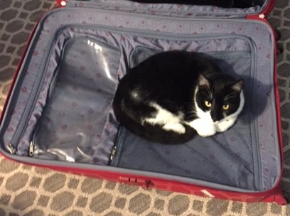 Entry image for Smudge. Clicking this image will show a larger photo