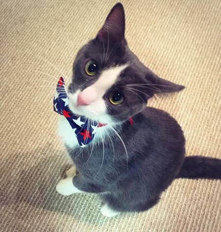 Entry image for Potus. Clicking this image will show a larger photo