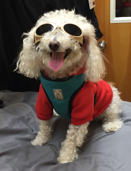 Entry image for Cody. Clicking this image will show a larger photo