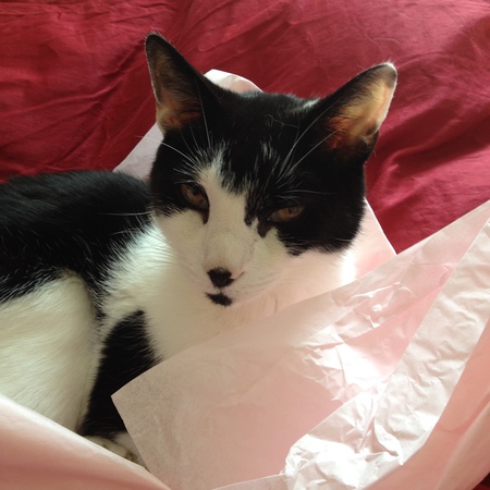 Entry image for Rudy. Clicking this image will show a larger photo