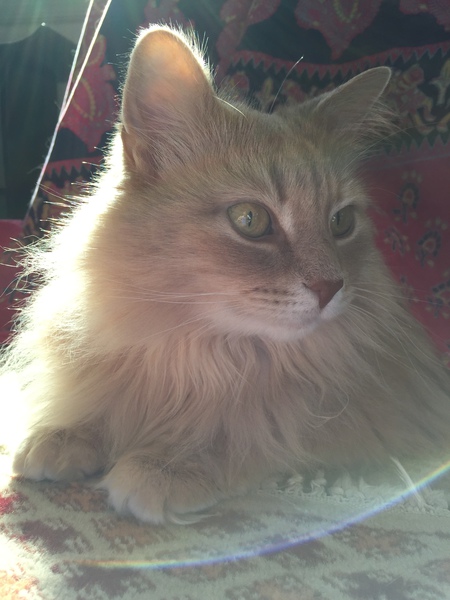 Entry image for Henry. Clicking this image will show a larger photo