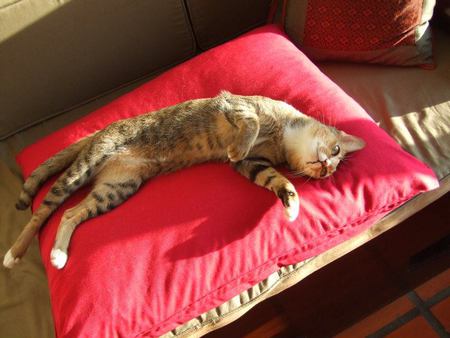 Entry image for Twiggy. Clicking this image will show a larger photo