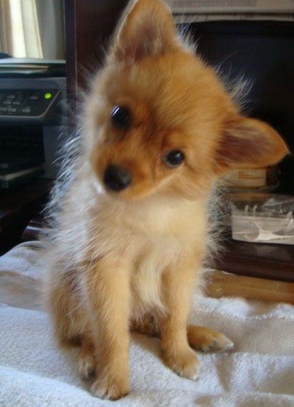 Lilly
