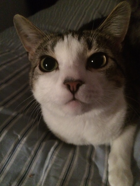 Peeta