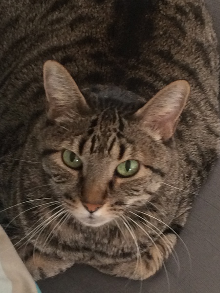 Toby