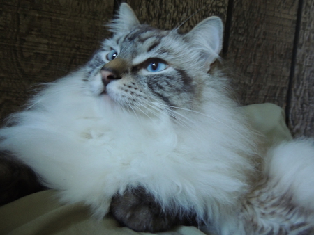 Micho