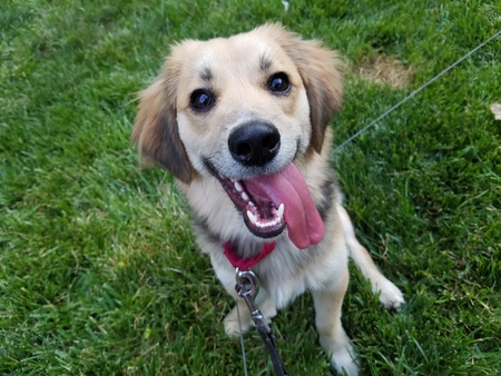 Murphy (was "Bojangles" at time of adoption)