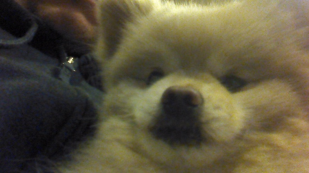 Bear