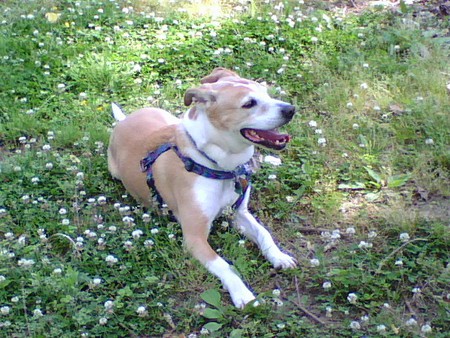 Rosie Burns, the Wonder Dog