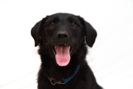 Lexi (the bed bug sniffing dog)