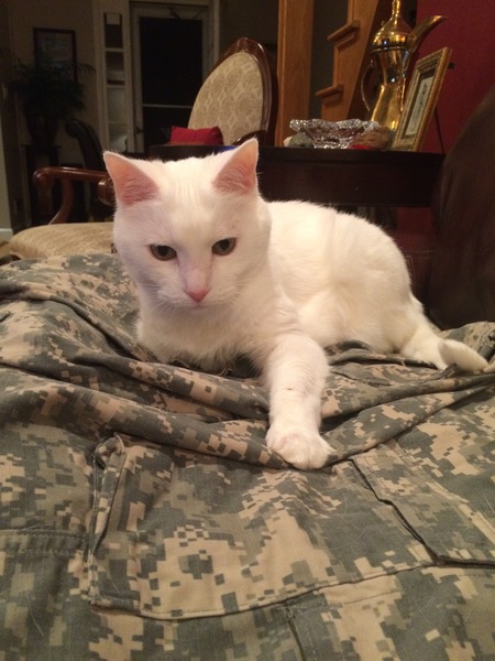 Snowbelle (Belle)