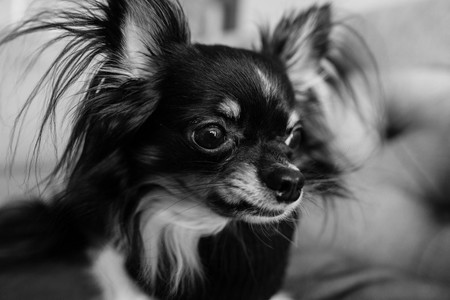 Bailey