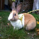 Sweetie Bun