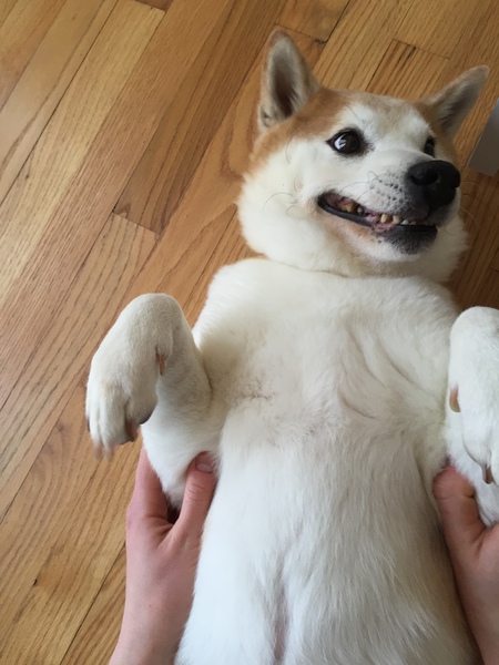 Kuma
