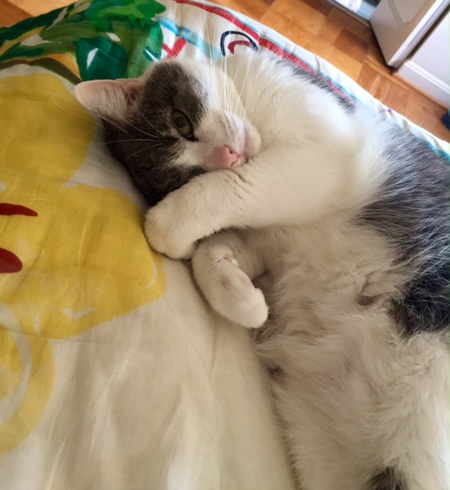 Tasha