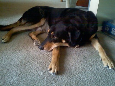 Jake