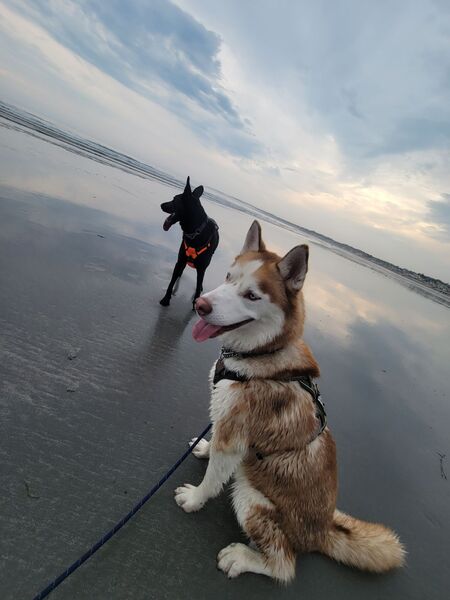 Lucifer and Bella