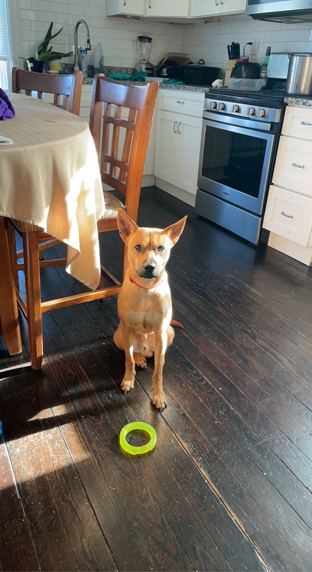 Simba