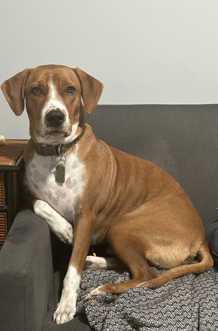 Rex