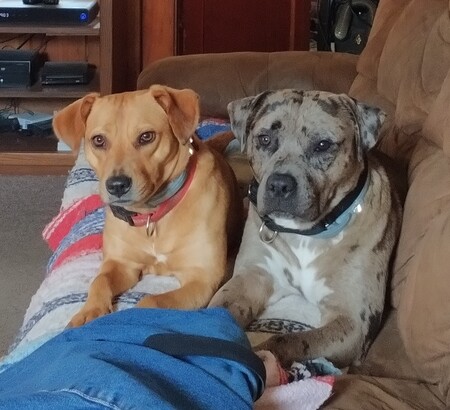 Honey & Buddy