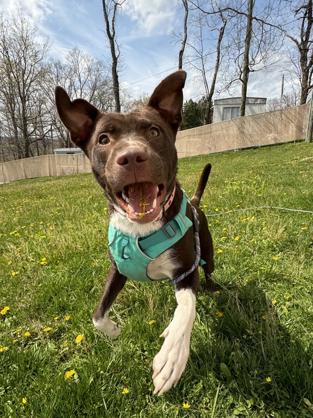 Kaida