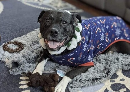 Mogley the Christmas Baby