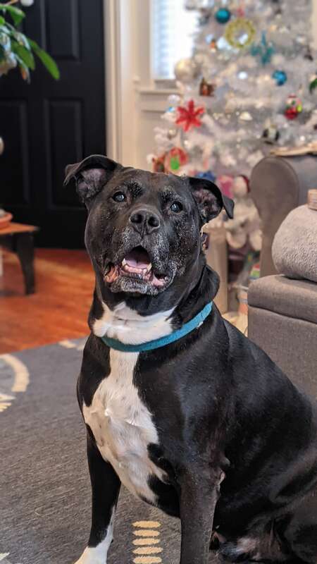 Mogley