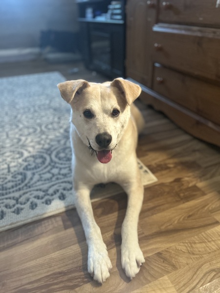Biscuit 