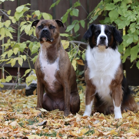 Dozer & Diesel 