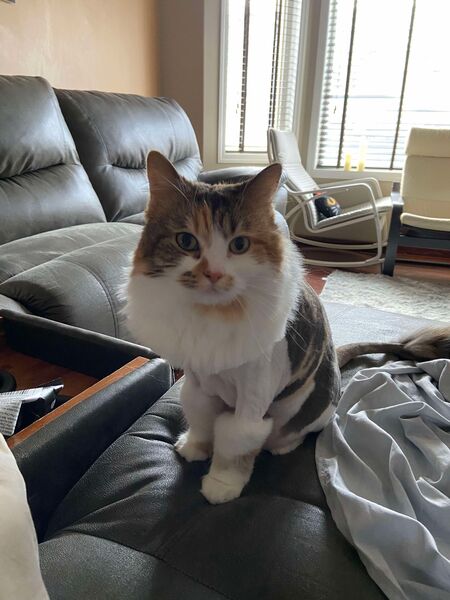 MISSY