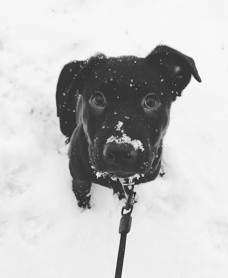 Piper