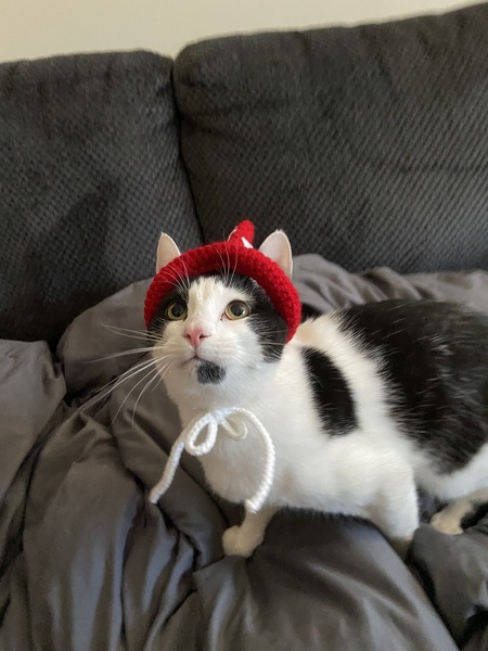 Mochi