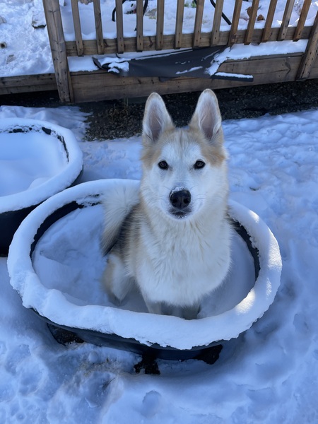 Kima