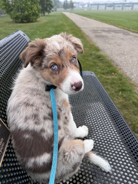 Sirius Blue