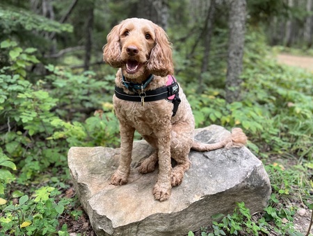 Rosie