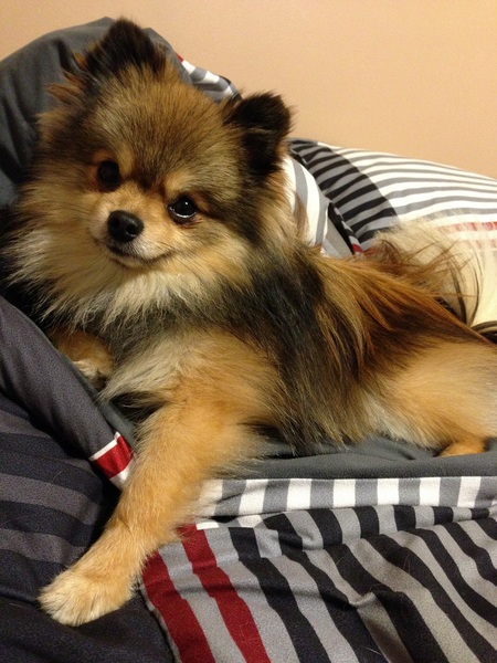 Milo