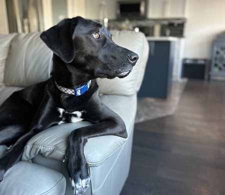 Toby