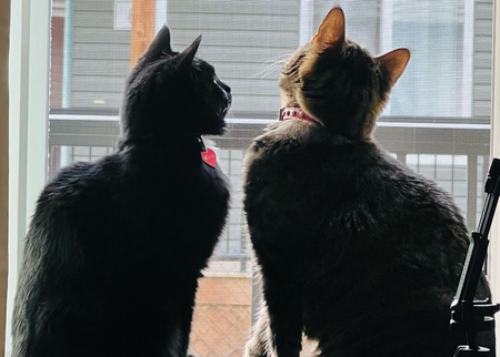 Trixie & Luna