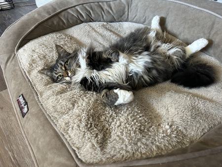 Jellybean 