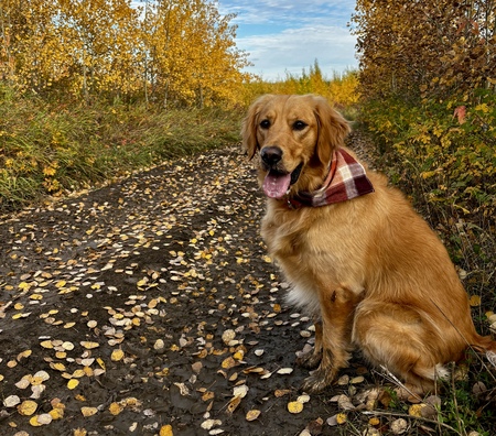 Bella 